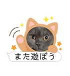 ブリティッシュショートヘア もあちゃん（個別スタンプ：7）