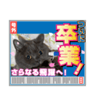 ブリティッシュショートヘア もあちゃん（個別スタンプ：14）