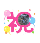 ブリティッシュショートヘア もあちゃん（個別スタンプ：17）