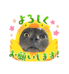 ブリティッシュショートヘア もあちゃん（個別スタンプ：19）