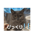 ブリティッシュショートヘア もあちゃん（個別スタンプ：23）