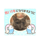 ブリティッシュショートヘア もあちゃん（個別スタンプ：30）