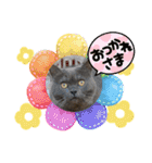 ブリティッシュショートヘア もあちゃん（個別スタンプ：31）