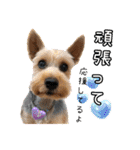 ビスともなか（個別スタンプ：7）