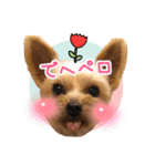 ビスともなか（個別スタンプ：11）