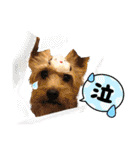 ビスともなか（個別スタンプ：34）