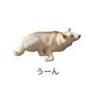 犬 実写 2（個別スタンプ：1）