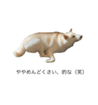 犬 実写 2（個別スタンプ：2）
