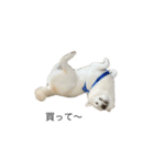 犬 実写 2（個別スタンプ：11）