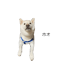 犬 実写 2（個別スタンプ：16）