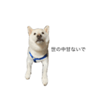 犬 実写 2（個別スタンプ：18）