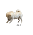 犬 実写 2（個別スタンプ：20）