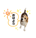 ビーグルジオンの日常スタンプ（個別スタンプ：1）