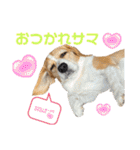 ビーグルジオンの日常スタンプ（個別スタンプ：11）