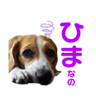 ビーグルジオンの日常スタンプ（個別スタンプ：24）