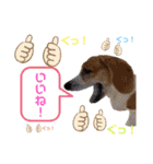 ビーグルジオンの日常スタンプ（個別スタンプ：32）