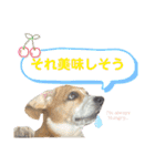 ビーグルジオンの日常スタンプ（個別スタンプ：34）