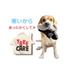 ビーグルジオンの日常スタンプ（個別スタンプ：35）