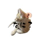 我が家のにゃんにゃん三重奏2（個別スタンプ：1）