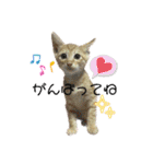 我が家のにゃんにゃん三重奏2（個別スタンプ：4）