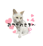 我が家のにゃんにゃん三重奏2（個別スタンプ：9）