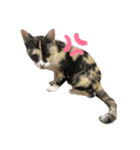 我が家のにゃんにゃん三重奏2（個別スタンプ：14）