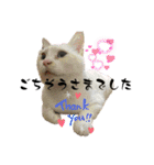 我が家のにゃんにゃん三重奏2（個別スタンプ：16）