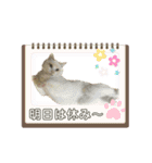我が家のにゃんにゃん三重奏2（個別スタンプ：17）