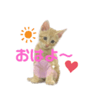 我が家のにゃんにゃん三重奏2（個別スタンプ：19）
