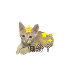 我が家のにゃんにゃん三重奏2（個別スタンプ：20）