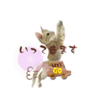 我が家のにゃんにゃん三重奏2（個別スタンプ：21）