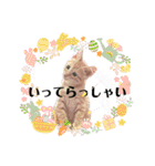 我が家のにゃんにゃん三重奏2（個別スタンプ：25）