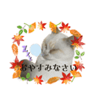 我が家のにゃんにゃん三重奏2（個別スタンプ：29）