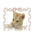 我が家のにゃんにゃん三重奏2（個別スタンプ：33）