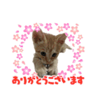 我が家のにゃんにゃん三重奏2（個別スタンプ：34）