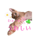 我が家のにゃんにゃん三重奏2（個別スタンプ：37）