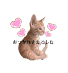 我が家のにゃんにゃん三重奏2（個別スタンプ：39）
