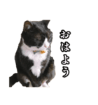 おかしな猫_ユキ（個別スタンプ：1）
