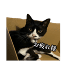 おかしな猫_ユキ（個別スタンプ：3）