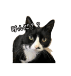 おかしな猫_ユキ（個別スタンプ：5）