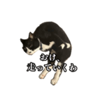 おかしな猫_ユキ（個別スタンプ：7）