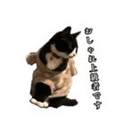 おかしな猫_ユキ（個別スタンプ：8）