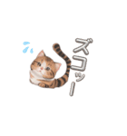 猫ちゃんのシンプルなスタンプです（個別スタンプ：1）