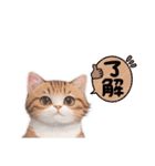 猫ちゃんのシンプルなスタンプです（個別スタンプ：9）