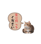 猫ちゃんのシンプルなスタンプです（個別スタンプ：18）