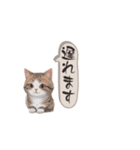 猫ちゃんのシンプルなスタンプです（個別スタンプ：19）