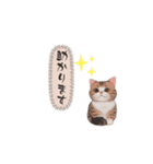 猫ちゃんのシンプルなスタンプです（個別スタンプ：21）