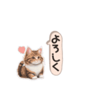 猫ちゃんのシンプルなスタンプです（個別スタンプ：35）