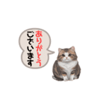 猫ちゃんのシンプルなスタンプです（個別スタンプ：39）