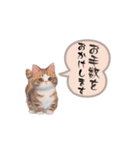 猫ちゃんのシンプルなスタンプです（個別スタンプ：40）